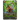 God Grade Broly FB08-087 Super Rare.