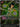 Android 17 FB02-015 Super Rare.